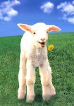 http://forummamici.ro/comunitate/uploads/thumbs/10083_lamb.jpg