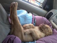 http://forummamici.ro/comunitate/uploads/thumbs/10738_a_baa-very-funny-sleeping-dog.jpg