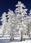 http://forummamici.ro/comunitate/uploads/thumbs/11176_snow-clad-trees-thumb.jpg