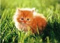 http://forummamici.ro/comunitate/uploads/thumbs/1138_1350-30pcfloorpuzzle-kitten.jpg