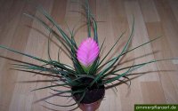 http://forummamici.ro/comunitate/uploads/thumbs/14574_tillandsia-cyanea.jpg