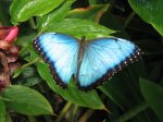 http://forummamici.ro/comunitate/uploads/thumbs/1476_butterfly_at_the_butterfly_farm_on_antigua.jpg