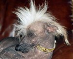 http://forummamici.ro/comunitate/uploads/thumbs/1476_chinese_crested_2.jpg