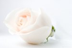 http://forummamici.ro/comunitate/uploads/thumbs/1476_white-rose.jpg