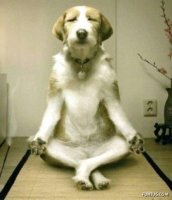 http://forummamici.ro/comunitate/uploads/thumbs/14920_zen_yoga_dog.jpg