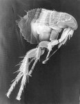 http://forummamici.ro/comunitate/uploads/thumbs/15611_200px-scanning_electron_micrograph_of_a_flea1.jpg