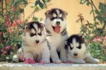 http://forummamici.ro/comunitate/uploads/thumbs/15752_siberian20huskyart1.jpg