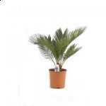 http://forummamici.ro/comunitate/uploads/thumbs/1585_cycas-flori-de-lux-ro-image0-361145.jpg