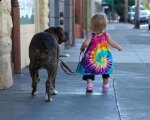 http://forummamici.ro/comunitate/uploads/thumbs/16527_mastiff-walking-toddler.jpg