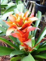 http://forummamici.ro/comunitate/uploads/thumbs/17381_bromelia.jpg