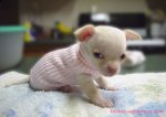 http://forummamici.ro/comunitate/uploads/thumbs/20047_chihuahuapink.jpg