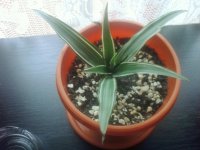 http://forummamici.ro/comunitate/uploads/thumbs/26316_dracaena_deremensis.jpg