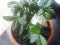 http://forummamici.ro/comunitate/uploads/thumbs/26316_gardenia_jasminoides.jpg