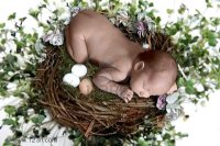 http://forummamici.ro/comunitate/uploads/thumbs/28137_447586-newborn-sleeping-atop-bird-nest-with-eggs.jpg