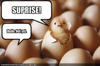 http://forummamici.ro/comunitate/uploads/thumbs/30397_funny-pictures-surprise-chicken-is-a-little-early.jpg