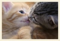 http://forummamici.ro/comunitate/uploads/thumbs/30397_the_kitten_kiss_by_leenaraven.jpg