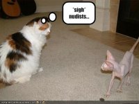 http://forummamici.ro/comunitate/uploads/thumbs/30644_funny-pictures-cat-does-not-like-nudists.jpg