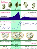 http://forummamici.ro/comunitate/uploads/thumbs/30644_ovulation-chart-en.gif