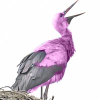 http://forummamici.ro/comunitate/uploads/thumbs/30644_pink_stork.jpg