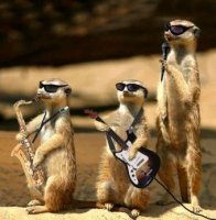 http://forummamici.ro/comunitate/uploads/thumbs/30644_suricate_band2_kicsi.jpg