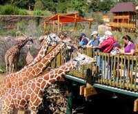 http://forummamici.ro/comunitate/uploads/thumbs/33245_cheyenne-mountain-zoo-giraffes.jpg