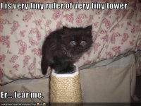 http://forummamici.ro/comunitate/uploads/thumbs/33245_funny-pictures-kitten-rules-a-tower.jpg