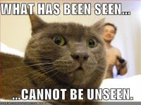 http://forummamici.ro/comunitate/uploads/thumbs/33245_funny-pictures-scared-cat-naked-guy.jpg