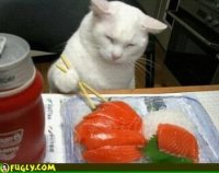 http://forummamici.ro/comunitate/uploads/thumbs/33245_polls_cat_eating_sushi_2317_244970_answer_6_xlarge.jpeg