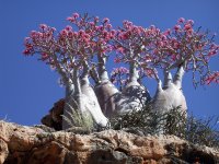 http://forummamici.ro/comunitate/uploads/thumbs/33245_socotra.jpg