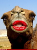 http://forummamici.ro/comunitate/uploads/thumbs/67435_camel.jpg